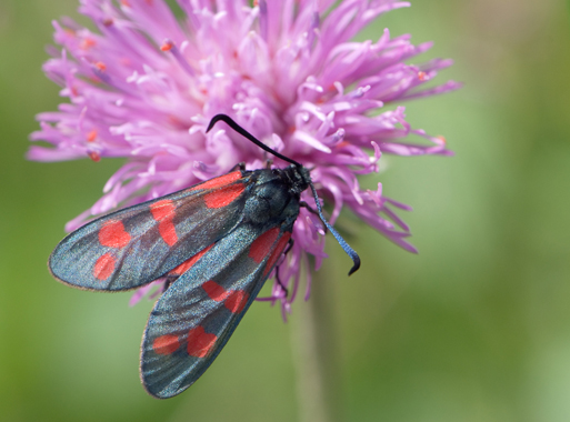 Zygaena transalpina